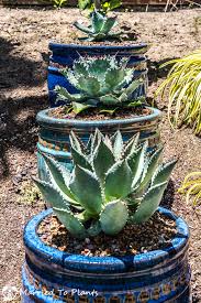 Agave Collection