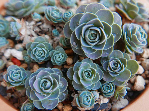 Hardy Outdoor Succulents