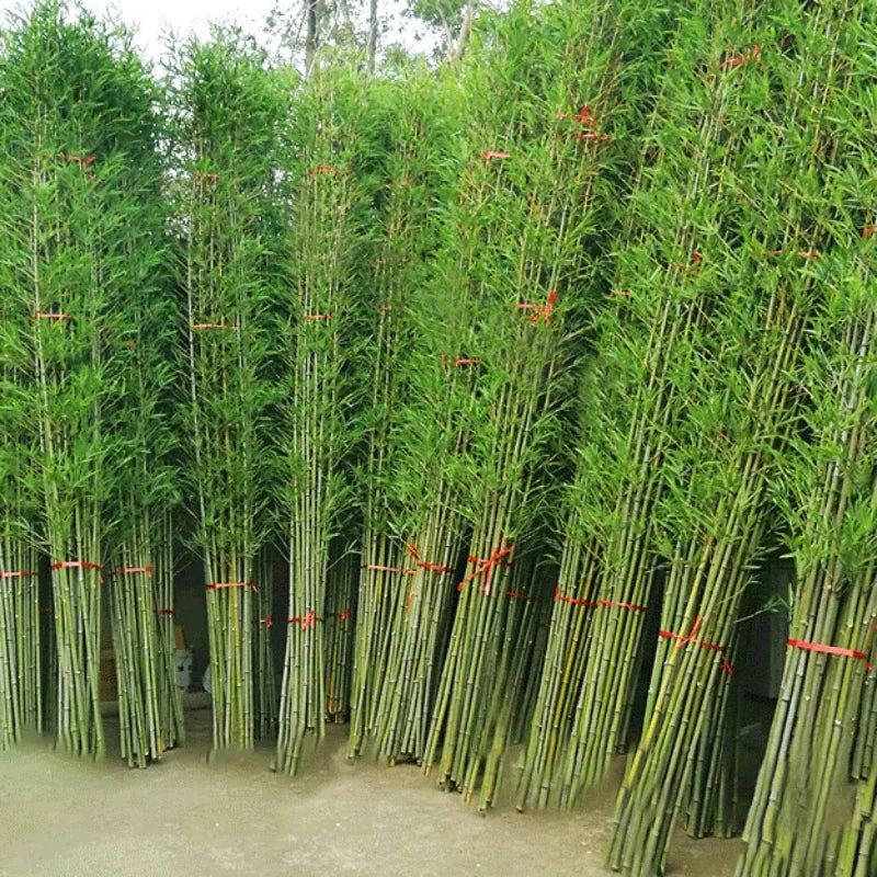 Taufora Halil - 10PCS Artificial Green Bamboos